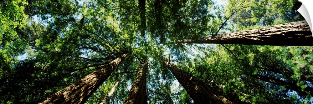 Low angle view of Sequoia trees (Sequoia sempervirens), Muir Woods National Monument, Marin County, California,