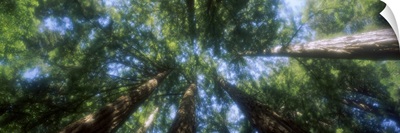 Low angle view of Sequoia trees (Sequoia sempervirens), Muir Woods National Monument, Marin County, California,