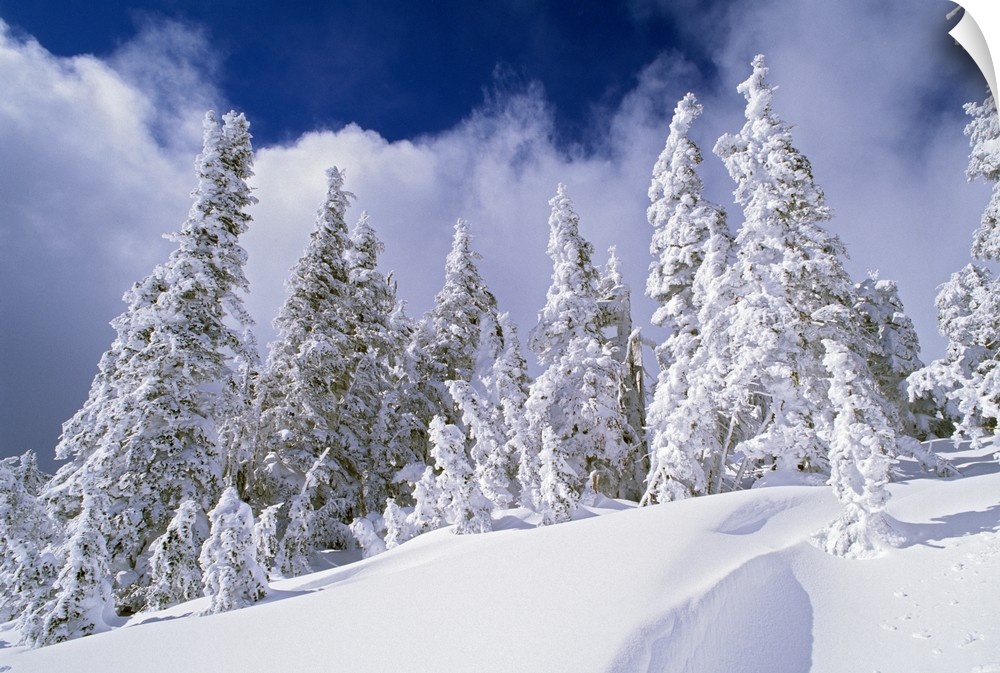Oversized landscape photograph of snow covered pine trees, taken from the lower part of a snowy hillside.  A blue sky with...