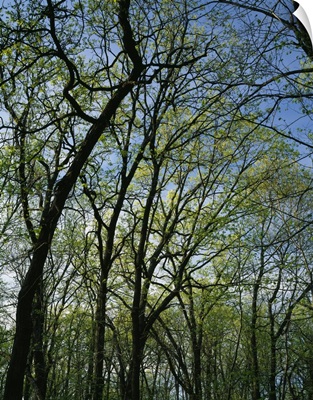 Low angle view of spring trees, Pilot Knob State Park, Iowa