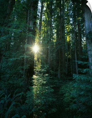 Low angle view of sunstar through redwood trees, Jedediah Smith Redwoods State Park, California