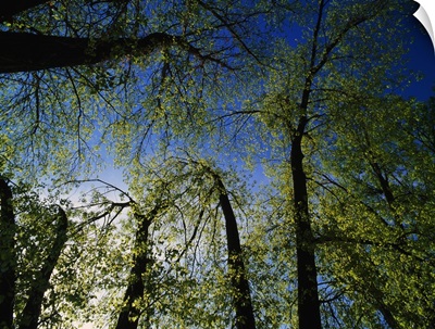 Low angle view of tree canopy in spring, Upper Mississippi National Wildlife Refuge, Iowa