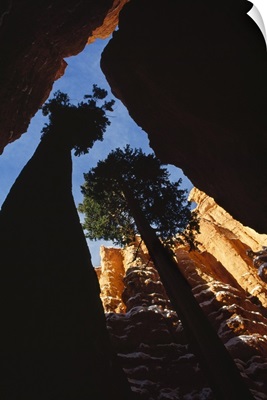 Low-Angle View Of Trees Growing Up Through Canyon