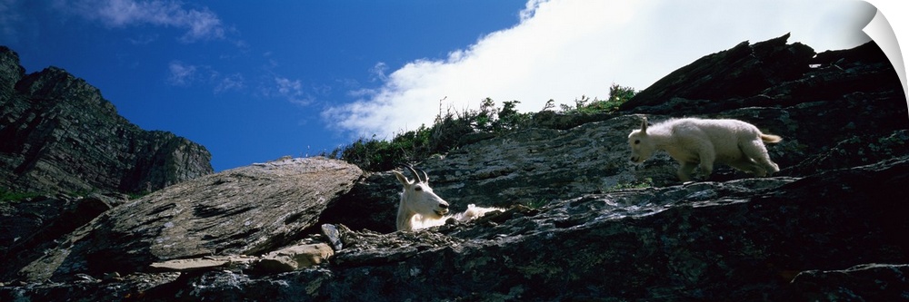 Low angle view of two mountain goats, US Glacier National Park, Montana