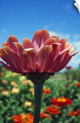 Low angle view of zinnia flower (Zinnia elegans) blooming, close up.