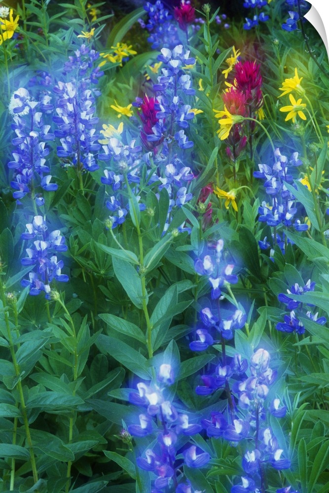 This is a vertical, nature close up photograph of flowers growing in a meadow.