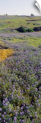 Lupines and Goldfields (Lasthenia) in a field, Table Mountain, Sacramento Valley, Butte County, California