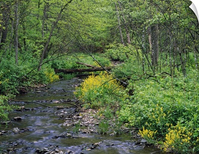 Lush foliage along Canfield Creek, Forestville State Park, Minnesota