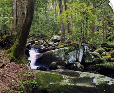 Lush foliage along rocky LeConte Creek, Great Smoky Mountains National Park, Tennessee