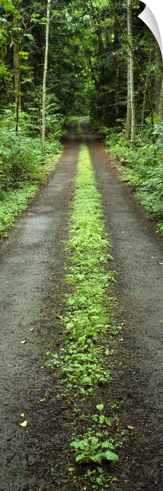Lush foliage lining a wet driveway, Bainbridge Island, Washington