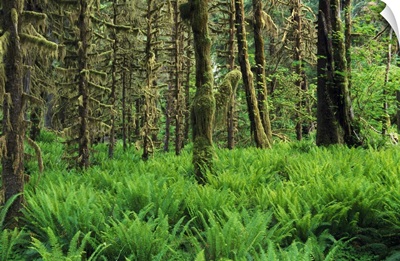 Lush foliage, old-growth trees, Hoh Rain Forest, Olympic National Park, Washington, united states,