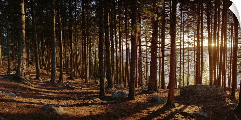 Panoramic photograph taken inside a thick forest with the sunset peeking through the grouping of trees.