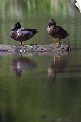 Male and female mallard ducks (Anas platyrhynchos) standing on log in water, North Carolina