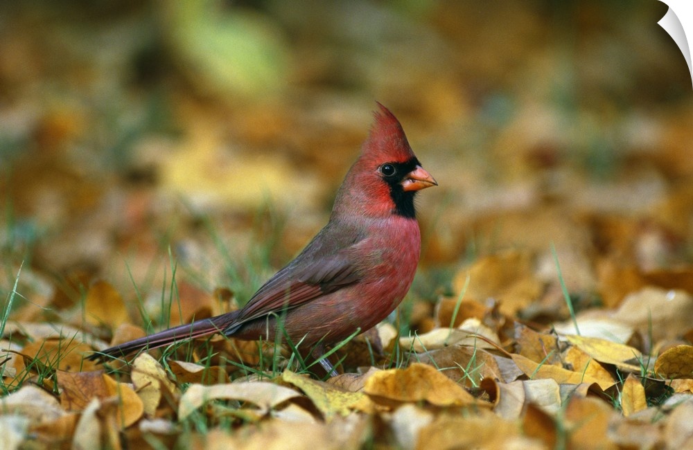 Big horizontal photograph of a male cardinal standing in the grass, surrounded by golden brown fallen leaves.