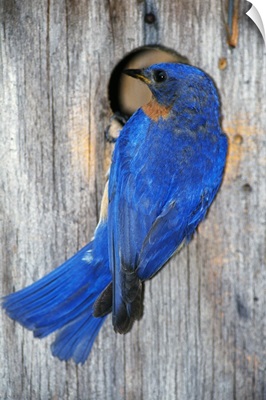 Male Eastern Bluebird (Sialia Sialis) On Wooden Birdhouse