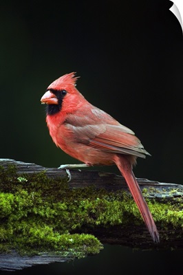 Male northern cardinal (Cardinalis cardinalis) on a mossy log, profile, North Carolina