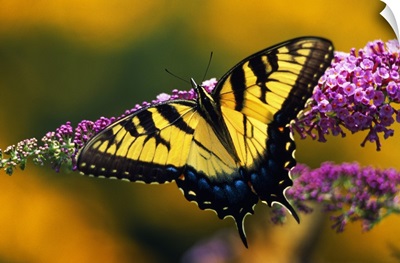 Male Tiger Swallowtail Butterfly On Blooming Purple Flower