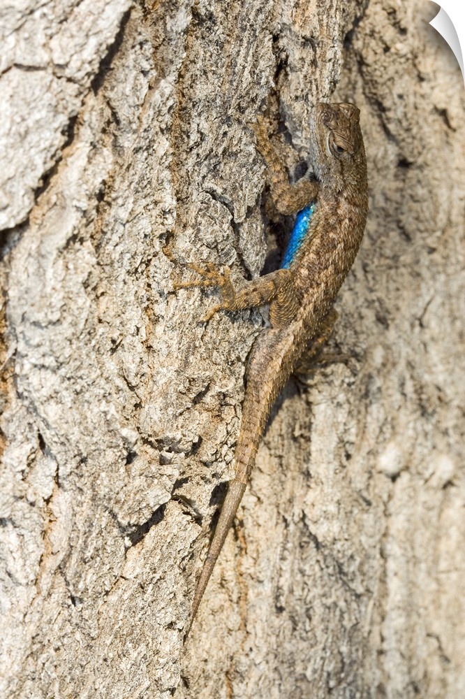 Male Western Fence Lizard On Tree Bark