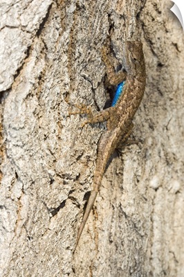 Male Western Fence Lizard On Tree Bark