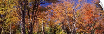 Maple tree in autumn, Vermont,