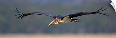 Marabou stork flying