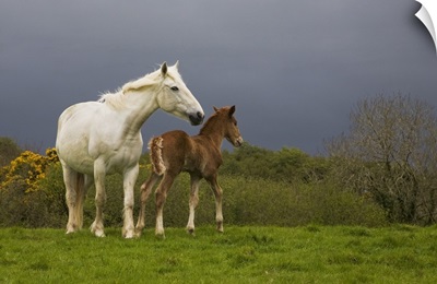 Mare and Foal, Co Derry, Ireland