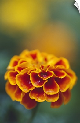 Marigold flower blooming, selective focus close up.