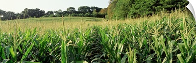 Maryland, Baltimore County, cornfield