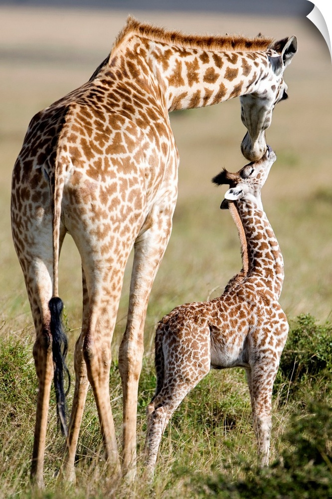 Large photograph focuses on a large African mammal with a very long neck and forelegs nuzzling its offspring within an ope...