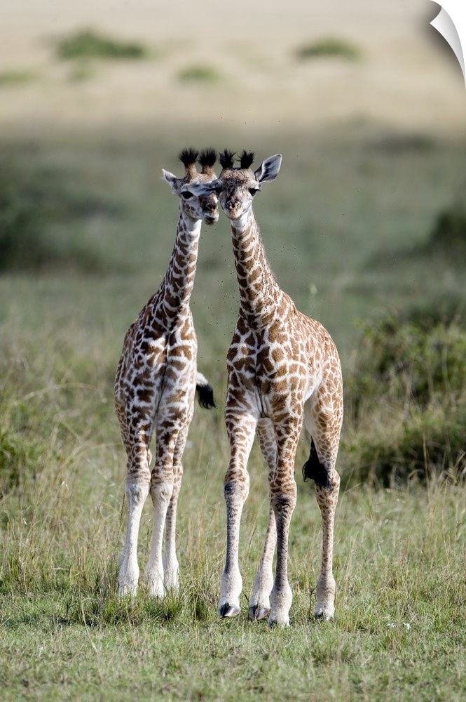 This a vertical photograph of two baby giraffes standing in the savannah their heads leaning in towards each other.