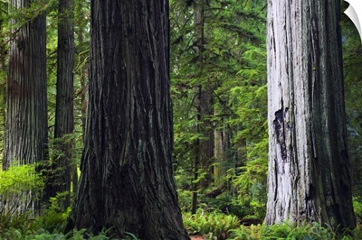 Massive redwood trees, Prairie Creek Redwoods State Park, California