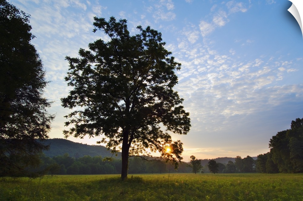 Landscape photograph on a big wall hanging of the silhouette of a tree in the foreground of an open meadow in Cades Cove, ...