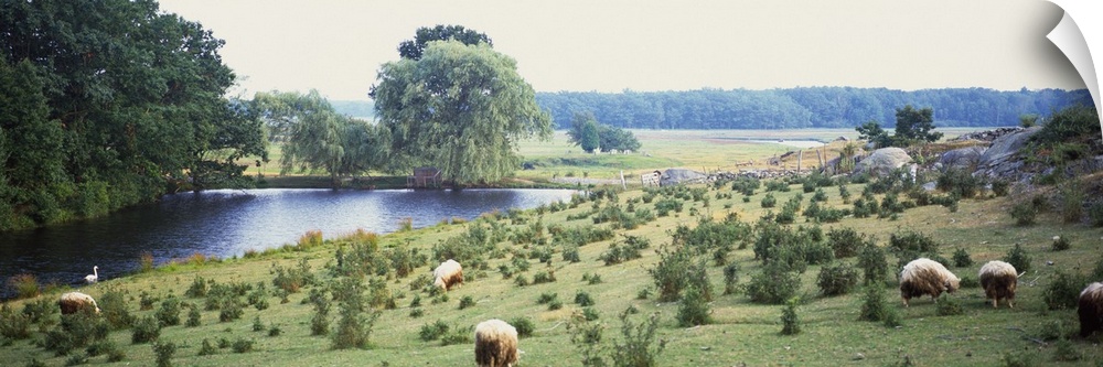 Meadow With Sheep Kennebunkport ME