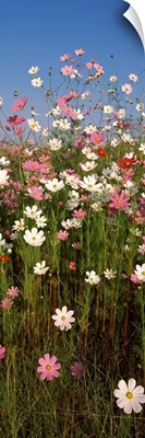 Mexican asters Cosmos bipinnatus blooming in a field South Africa