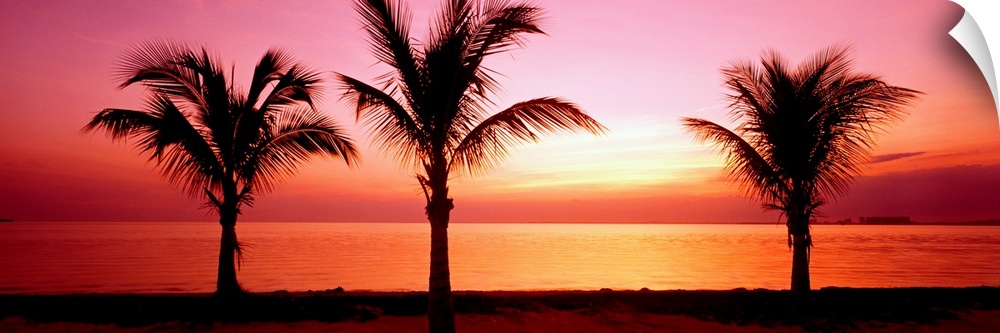 This panoramic canvas shows three palm trees silhouetted by the setting sun on the beach where they have grown.