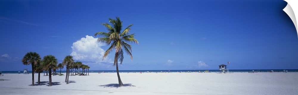 Panoramic photograph of beach with palm trees.