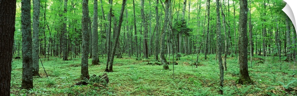 A dense forest is pictured in wide angle view. The ground is blanketed by thick foliage.