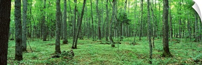 Michigan, Black River National Forest, Trees in a forest