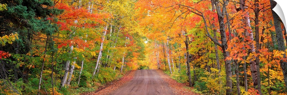 Panoramic photograph of a dirt road through a forest in autumn.