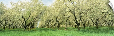 Minnesota, Rows of cherry trees in an orchard