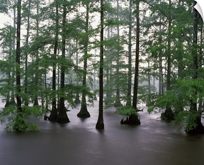 Misty stand of bald cypress trees (Taxodium distichum) in Bluff Lake, Noxubee National Wildlife Refuge, Mississippi