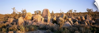Mojave National Preserve Mojave Desert CA