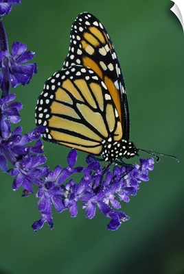 Monarch butterfly on flower blossom, profile, Michigan