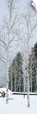 Montana, fence, aspen, snow, winter