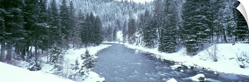 This large panoramic shot was taken of a river during winter with the land covered in snow beside it and pine trees lining...