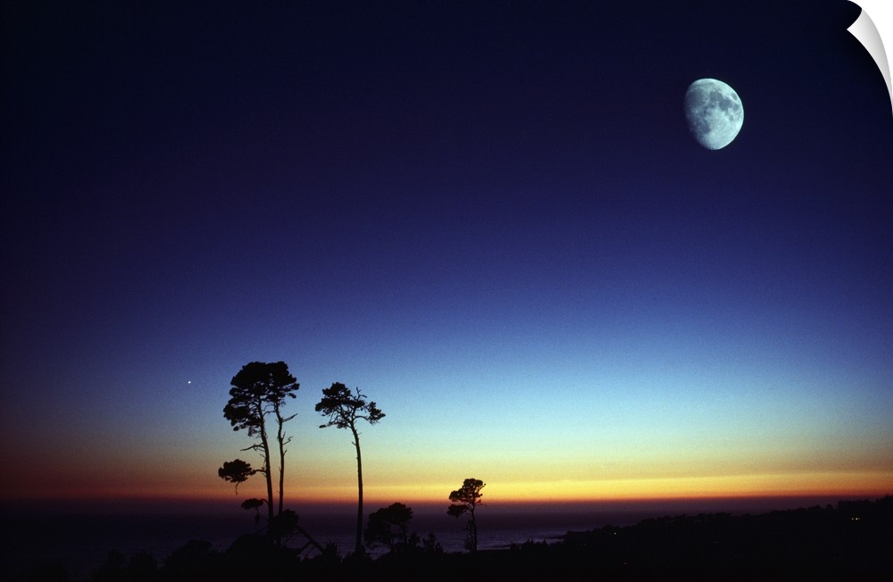 Photograph of tall trees at sunset with moon high in the sky.