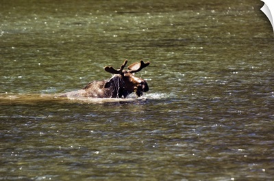 Moose swimming in river, Glacier National Park, Montana