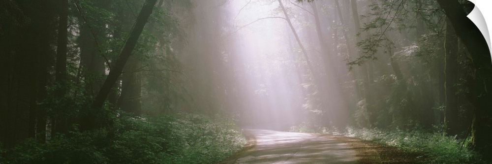 Morning Light and Fog Redwood National Park CA