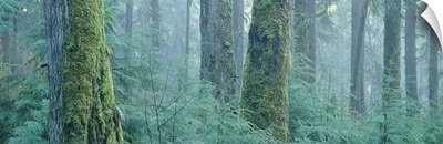Moss covered Douglas fir trees, Olympic National Park, Washington State
