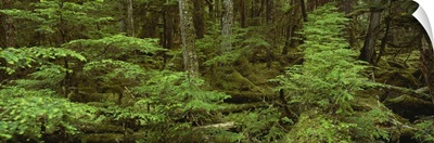 Moss covered trees in the forest, Tongass National Forest, Alaska